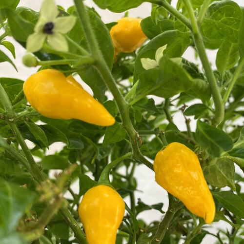 Lemon Hot Pepper