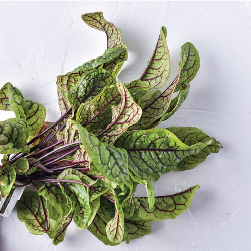 Red Sorrel