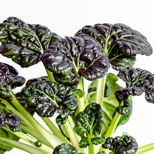 Red Tatsoi