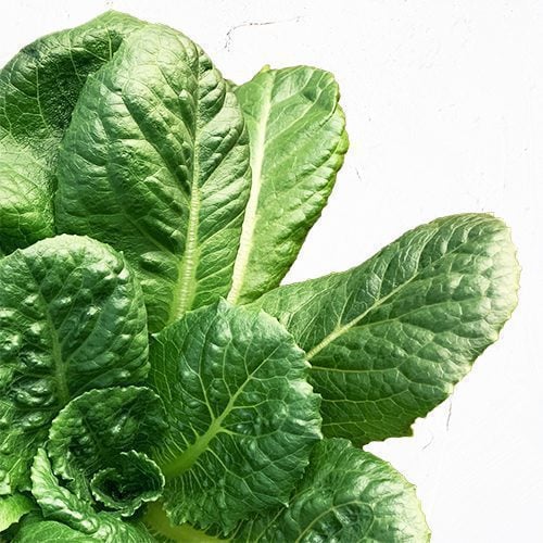 Romaine