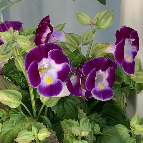 Torenia