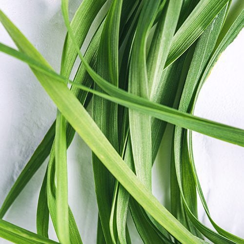 Wheatgrass