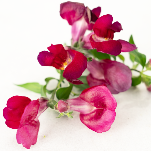 Purple Snapdragon