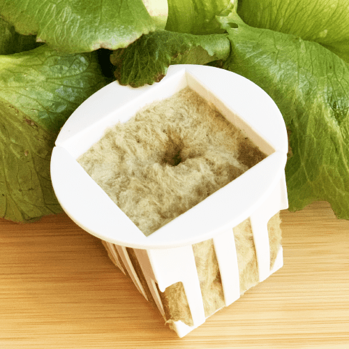 Seedless yCube
